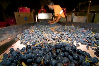 seleccion de la uva